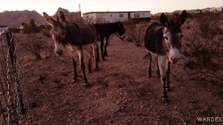 Photo 4 of 40 of 2565 S Hopi Road mobile home