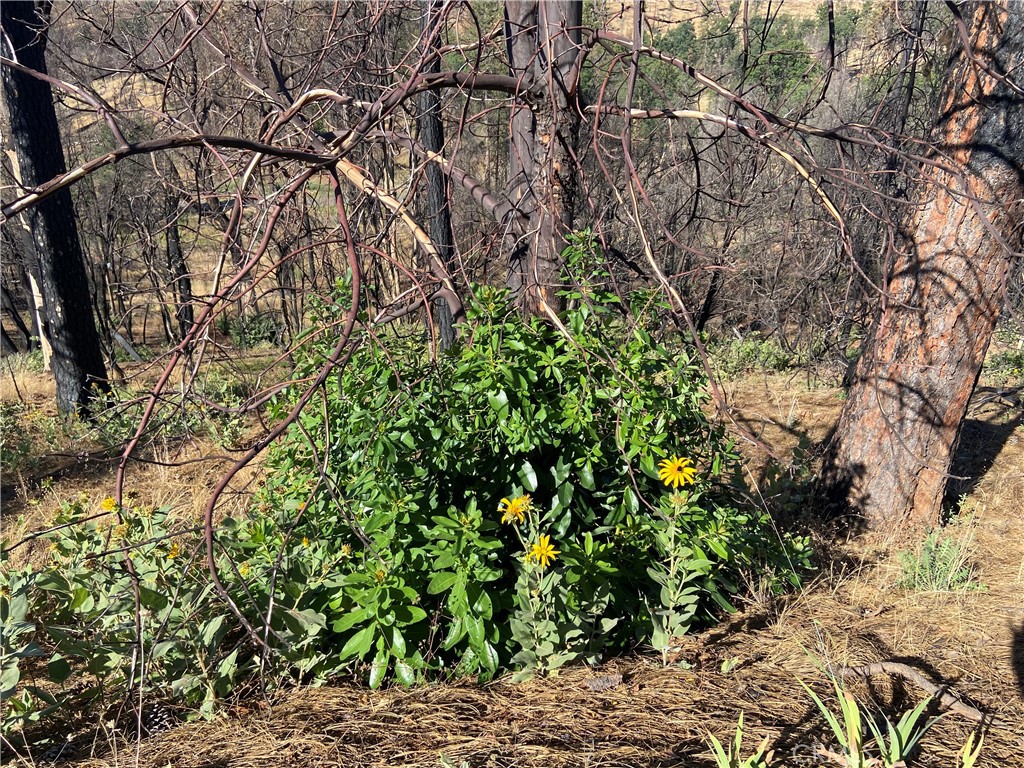 Photo 9 of 21 of 3154 Wild Dove Lane land