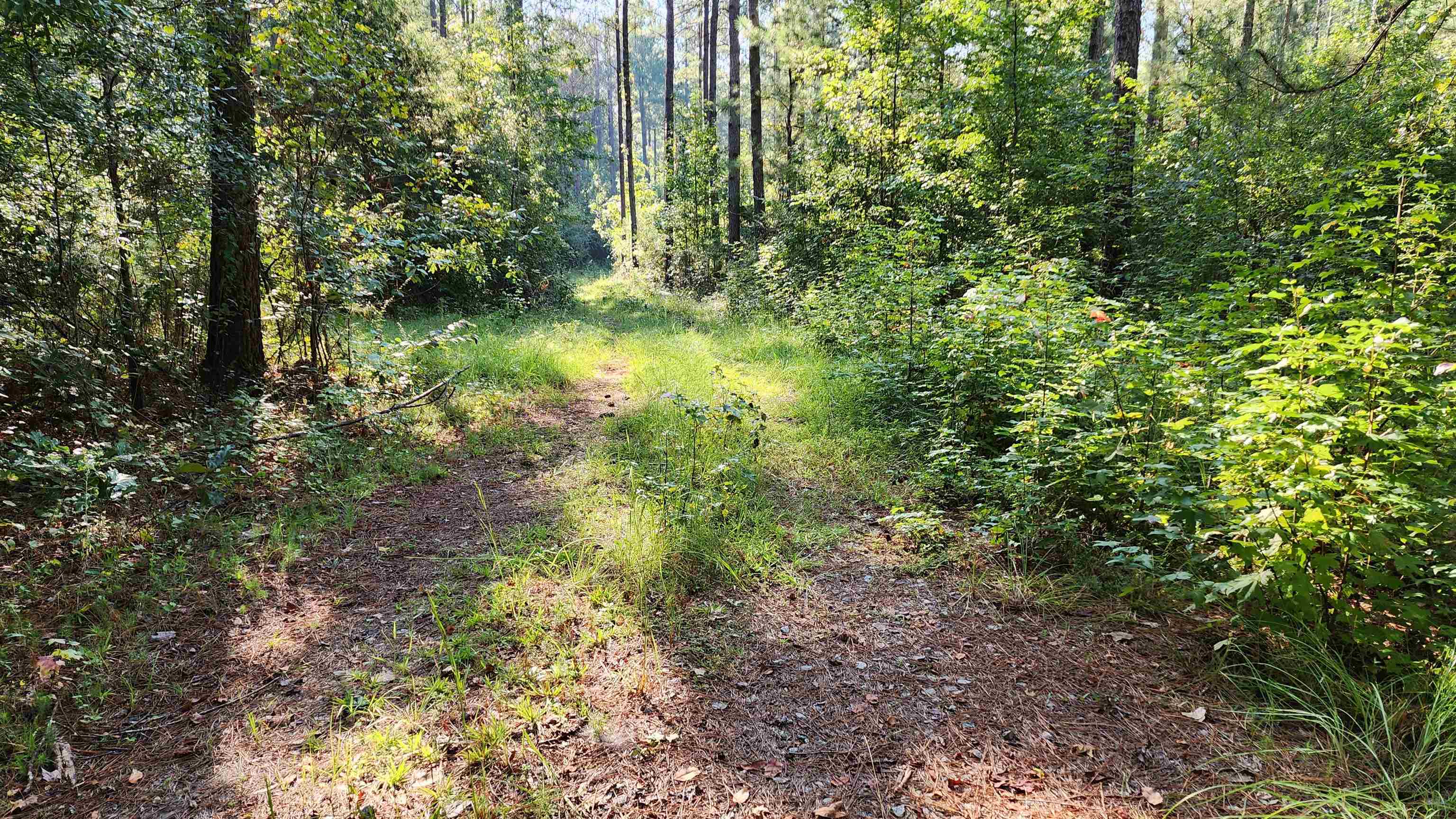 Photo 16 of 21 of 137.36 Lower Blue Springs RD land