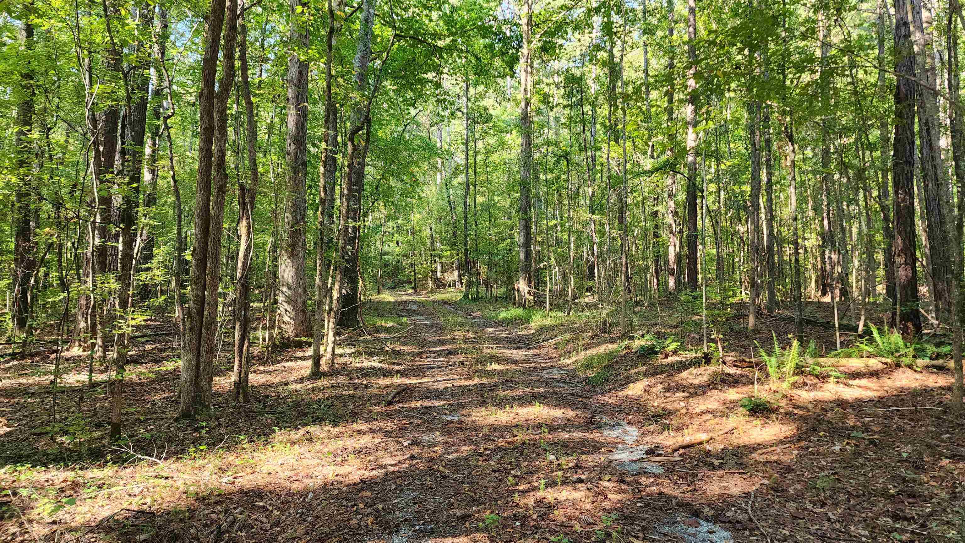 Photo 8 of 21 of 137.36 Lower Blue Springs RD land