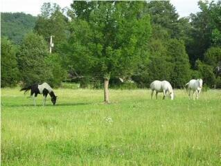 Photo 5 of 5 of 3785 Poplar Springs Rd land