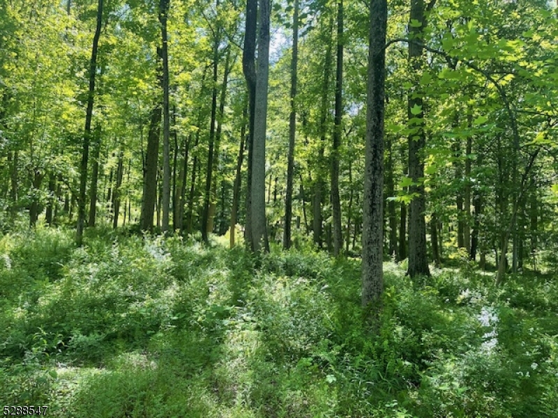 Photo 2 of 3 of 160 Jockey Hollow Rd land