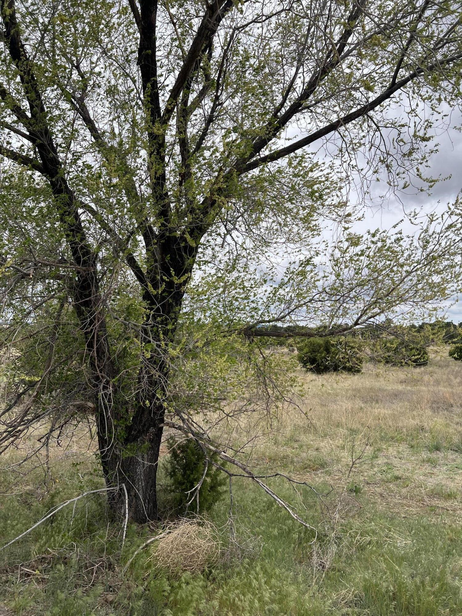 Photo 3 of 4 of 36 Entranosa Lane land