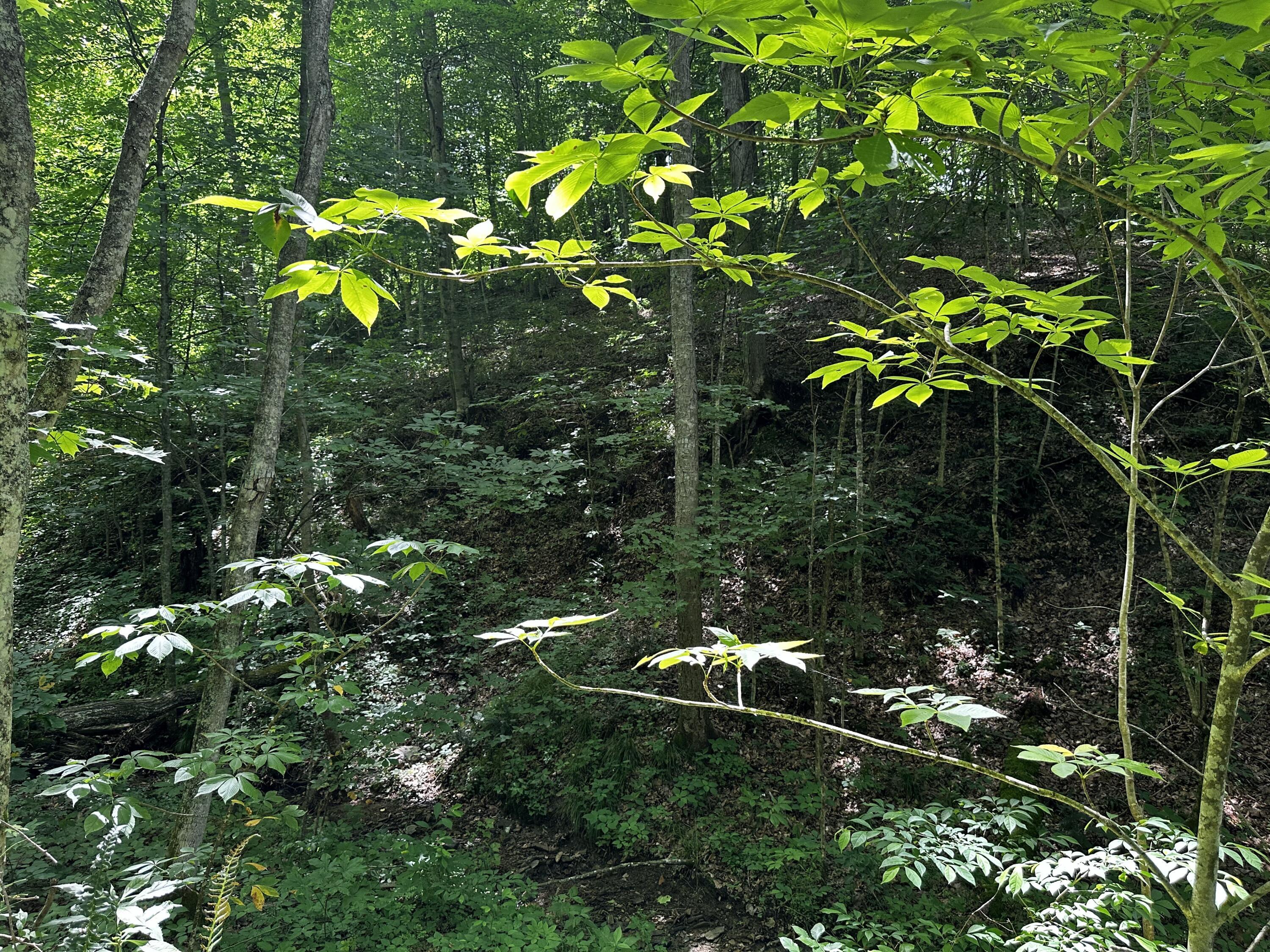 Photo 30 of 81 of 1773 Hull Road (Barns and Caves on Wayne) land