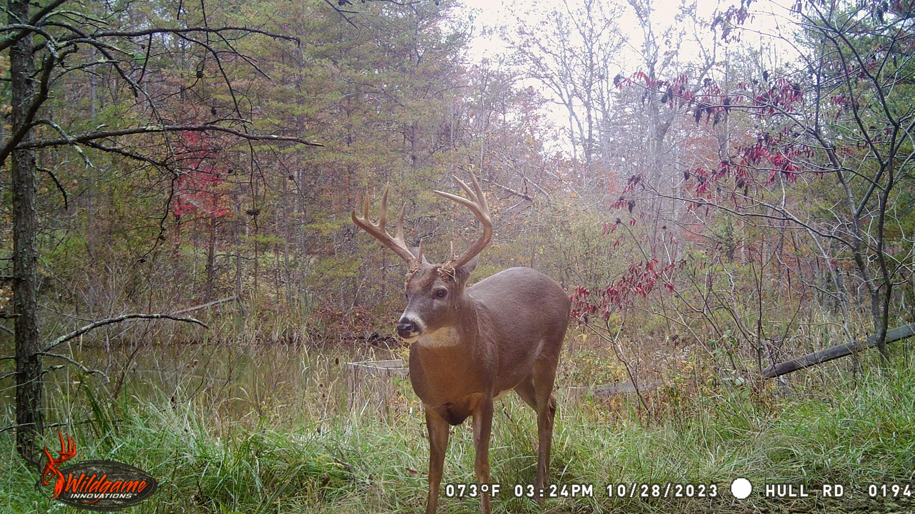 Photo 11 of 45 of 1725 Hull Road (Tract 4 Woods Wayne Forest) land