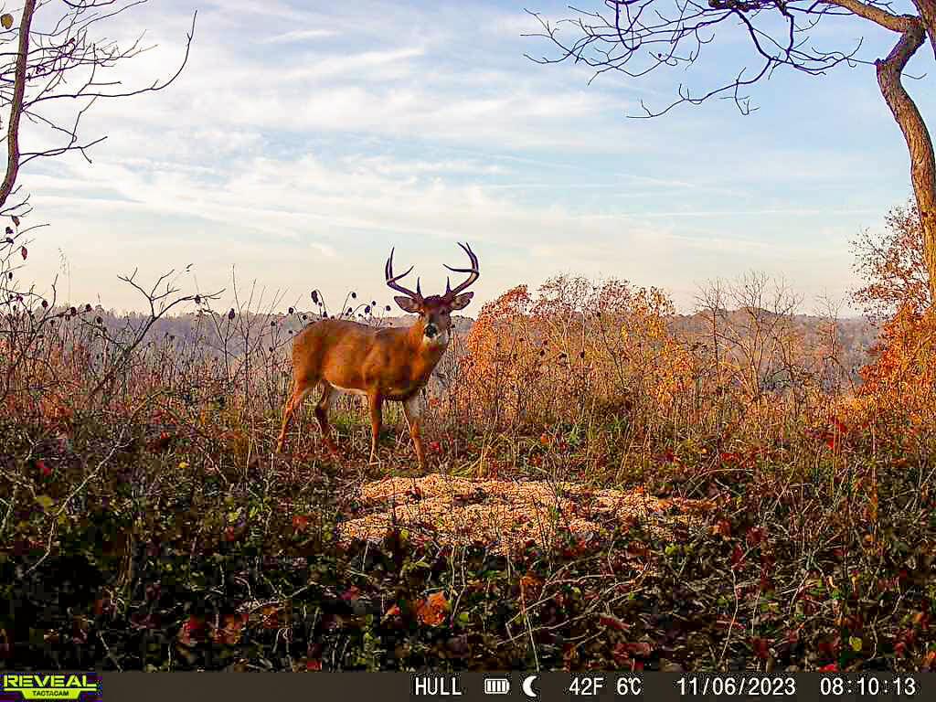 Photo 3 of 45 of 1725 Hull Road (Tract 4 Woods Wayne Forest) land