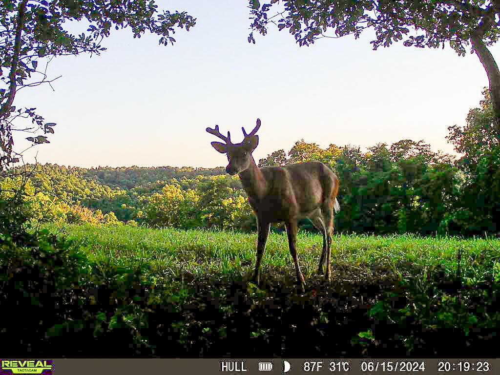 Photo 4 of 45 of 1725 Hull Road (Tract 4 Woods Wayne Forest) land