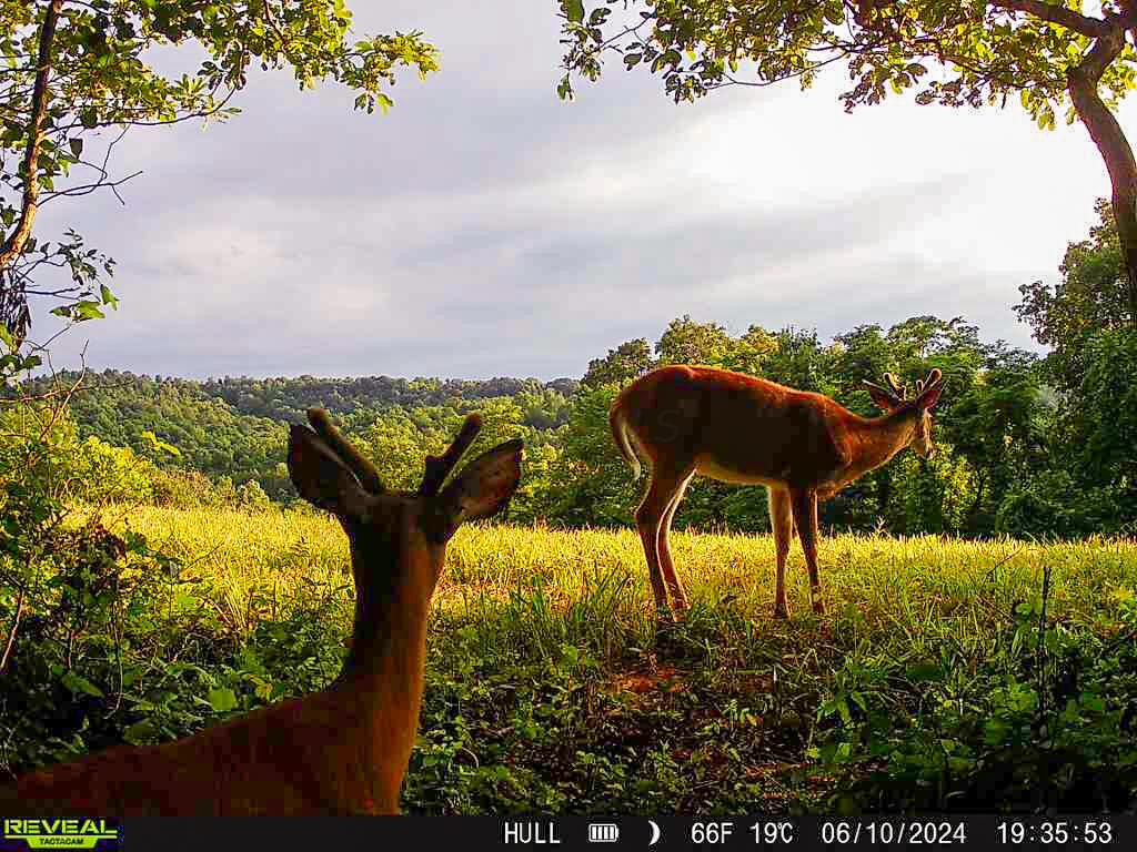 Photo 7 of 45 of 1725 Hull Road (Tract 4 Woods Wayne Forest) land