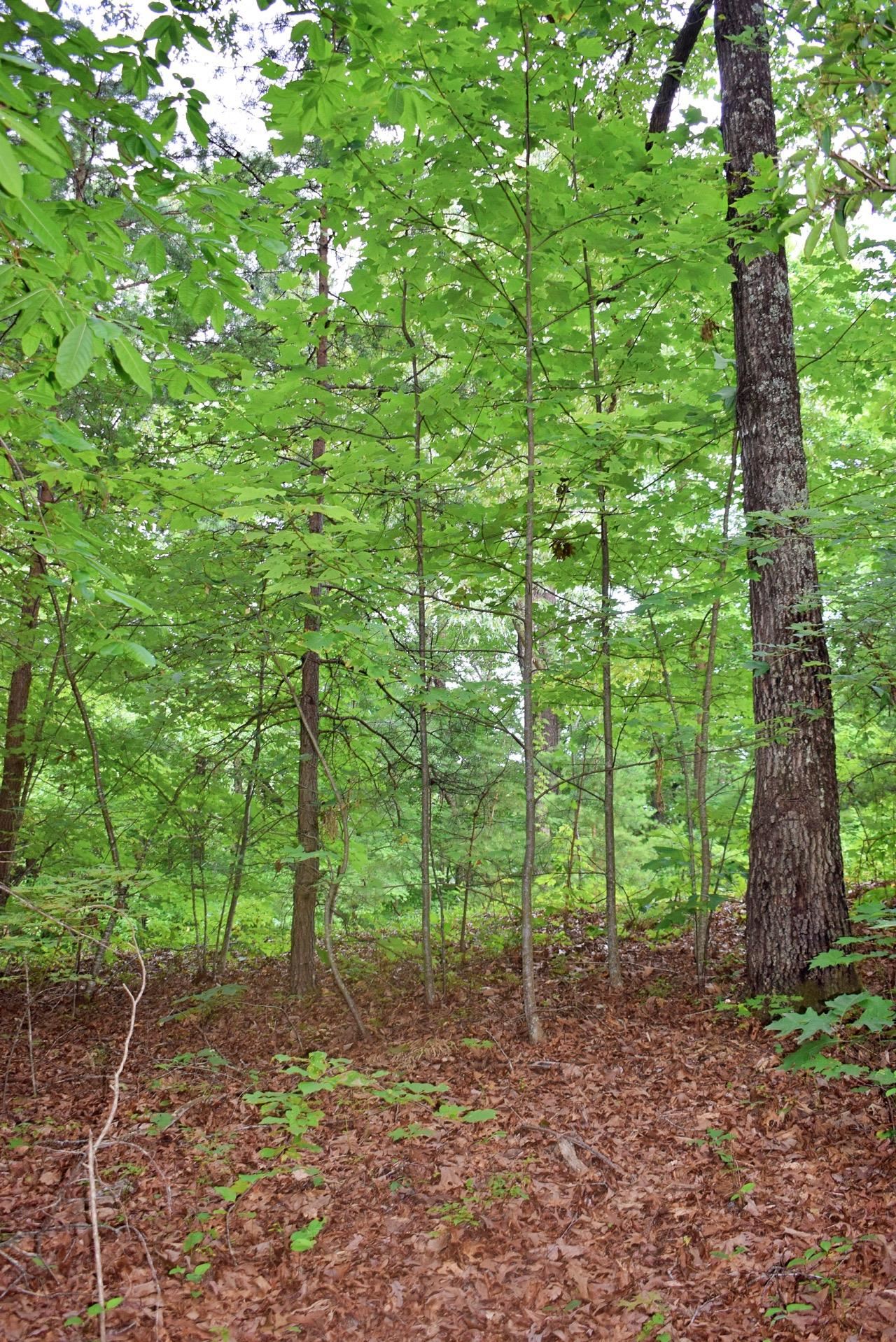 Photo 2 of 21 of 104 Sedgewick land