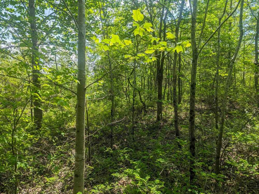 Photo 12 of 16 of 0 Lawrenceburg Hwy land