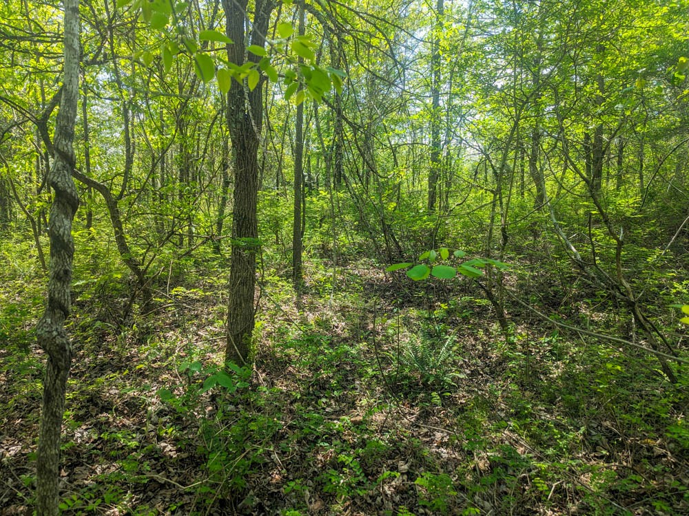 Photo 13 of 16 of 0 Lawrenceburg Hwy land