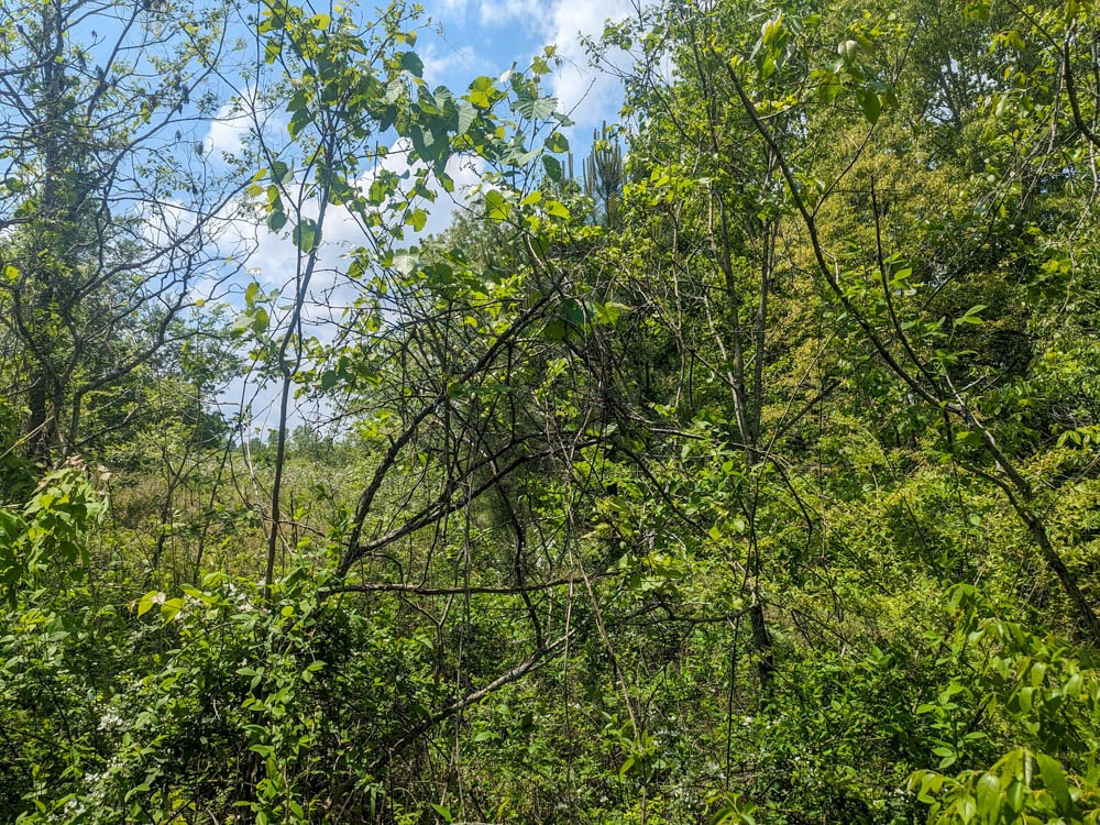 Photo 15 of 16 of 0 Lawrenceburg Hwy land