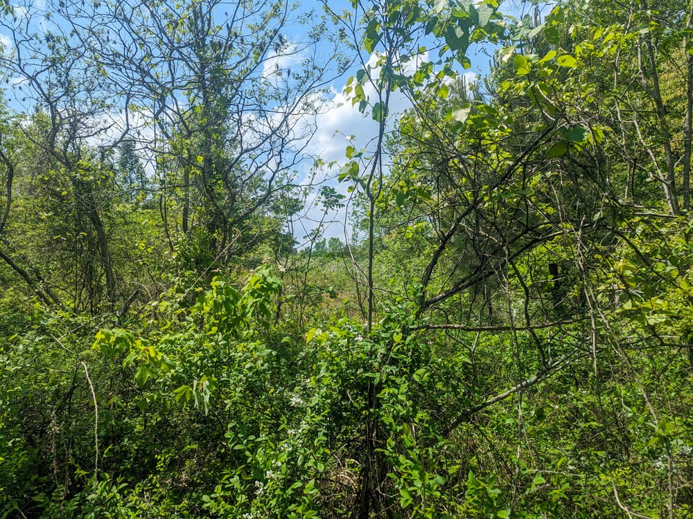 Photo 2 of 16 of 0 Lawrenceburg Hwy land