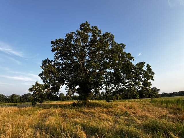 Photo 7 of 11 of 2505 Summer Oaks Cir land