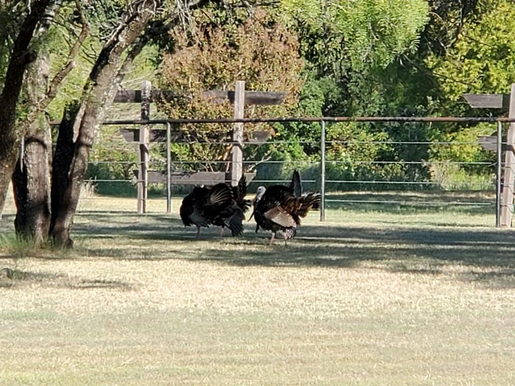 Photo 40 of 40 of 1232 N Boling Ranch Road house