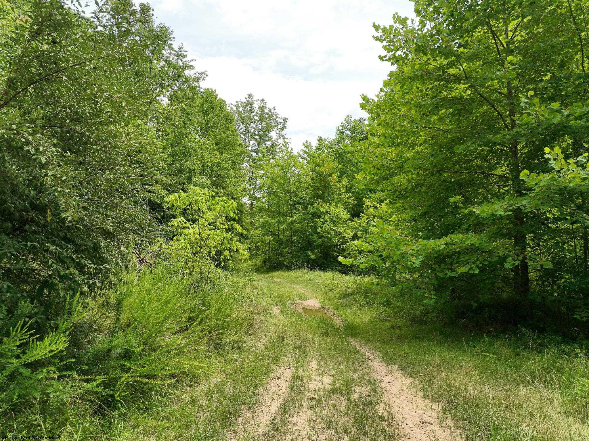 Photo 6 of 17 of 229 Camp Creek Road land